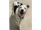 Adopt Marisela a White Border Collie / Mixed dog in Lillington, NC (40334968)