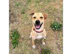 Adopt Lucas a Tan/Yellow/Fawn Golden Retriever / Labrador Retriever dog in