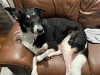 Adopt Stella a Black - with White Collie / German Shepherd Dog / Mixed dog in
