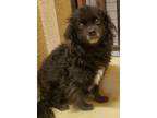 Adopt anise a Black Cocker Spaniel / Terrier (Unknown Type