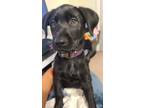 Adopt Apollo a Black Labrador Retriever / Mixed dog in Parkville, MD (41437186)