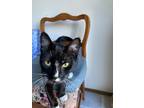 Adopt Ruthie Bader Ginsberg a Black & White or Tuxedo Domestic Shorthair / Mixed