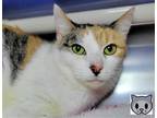 Adopt Gemma a Calico or Dilute Calico Domestic Shorthair / Mixed cat in