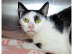 Adopt Greta a Black & White or Tuxedo Domestic Shorthair / Mixed cat in