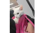 Adopt Frosty a White Domestic Shorthair / Mixed (medium coat) cat in Overland