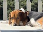 Adopt Cashew a Tricolor (Tan/Brown & Black & White) Beagle / Mixed dog in