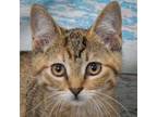 Adopt Tiggy a Brown Tabby Domestic Shorthair / Mixed (short coat) cat in