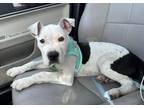 Adopt Charlie a White - with Black Mixed Breed (Large) / Mixed dog in Calabash