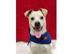 Adopt Simon a Jack Russell Terrier / Mixed dog in Genoa, IL (41437193)