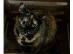 Adopt Luna a Tortoiseshell American Shorthair / Mixed (short coat) cat in