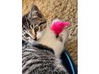 Adopt Kitten #3 a Tiger Striped Tabby / Mixed (short coat) cat in Medon