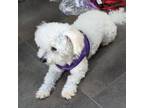 Adopt Sammy #477 a Tan/Yellow/Fawn Bichon Frise dog in Placentia, CA (41437178)