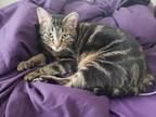 Adopt Molly a Gray, Blue or Silver Tabby Domestic Shorthair / Mixed (short coat)