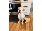Adopt Tucker (a.k.a Chunk) a Tan/Yellow/Fawn Mutt / Mixed dog in Deland
