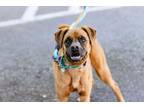 Adopt Raptor a Brown/Chocolate Mixed Breed (Large) / Mixed dog in Lynnwood