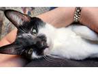 Adopt Abby a All Black Domestic Shorthair / Domestic Shorthair / Mixed cat in