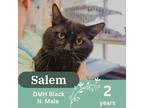 Adopt Salem a All Black Domestic Mediumhair / Domestic Shorthair / Mixed cat in