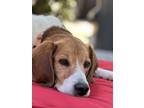 Adopt Boris a Tricolor (Tan/Brown & Black & White) Beagle / Mixed dog in