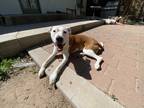 Adopt Ginger a White - with Tan, Yellow or Fawn Mutt / Mixed dog in Mesa