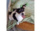 Adopt Milan - 1 of 4 chi x puppies a Tricolor (Tan/Brown & Black & White)