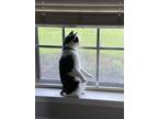 Adopt Jackson a Black & White or Tuxedo Manx / Mixed (short coat) cat in