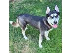 Adopt Bandit a Black Husky dog in Lathrop, CA (39879279)