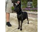 Adopt Ripley a Black Shepherd (Unknown Type) / Cattle Dog dog in Lathrop