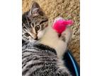 Adopt Kitten a Gray, Blue or Silver Tabby Tabby / Mixed (short coat) cat in