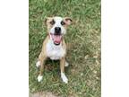 Adopt Indiana (Indy) a Tan/Yellow/Fawn - with White Boxer / Mutt / Mixed dog in