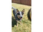 Adopt Cash a Gray/Blue/Silver/Salt & Pepper Australian Cattle Dog / Mixed dog in