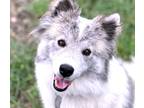 Adopt Shea a White - with Gray or Silver Australian Shepherd / Border Collie /