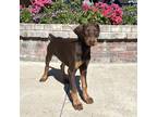 Adopt Nutmeg a Red/Golden/Orange/Chestnut Doberman Pinscher dog in Lathrop