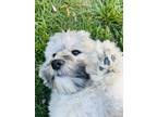 Adopt Ramsey a Gray/Silver/Salt & Pepper - with White Havanese / Mixed dog in