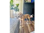 Adopt Gus a Red/Golden/Orange/Chestnut Mutt / Mixed dog in Deland, FL (41437016)