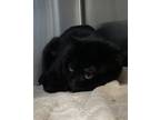 Adopt Lucky a All Black Domestic Shorthair / Domestic Shorthair / Mixed cat in
