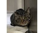 Adopt Buddie a Gray or Blue Domestic Shorthair / Domestic Shorthair / Mixed cat