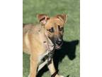 Adopt Jewels a Tan/Yellow/Fawn Shepherd (Unknown Type) / Mixed dog in Fresno