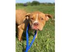Adopt Misha a Brown/Chocolate American Pit Bull Terrier / Mixed dog in Baton