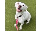Adopt Wink a White Mixed Breed (Large) / Mixed dog in Lansing, MI (41435686)