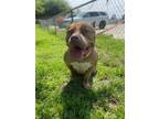 Adopt Mochi CP a Tan/Yellow/Fawn - with White Pit Bull Terrier / Mixed dog in