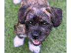 Adopt Jay Jay a Brindle Border Terrier / Shih Tzu / Mixed dog in Allen Park