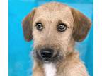 Adopt Apollo a Red/Golden/Orange/Chestnut Border Terrier / Fox Terrier