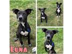 Adopt Luna - NN a Labrador Retriever / Mixed dog in Pierceton, IN (41437045)