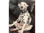 Adopt Dybu a White - with Black Dalmatian / Mixed dog in Pembroke Pines