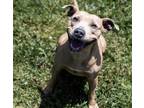 Adopt DARLA a Staffordshire Bull Terrier / Mixed dog in Diamond Springs