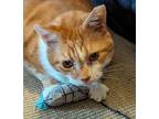 Adopt Rufus a Orange or Red Tabby Domestic Shorthair / Mixed (short coat) cat in