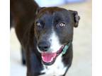 Adopt Mia a Black - with White Pointer / Mountain Cur / Mixed dog in Allen Park