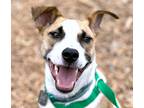 Adopt Major a White - with Red, Golden, Orange or Chestnut Australian Cattle Dog