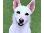 Adopt Savannah a White - with Tan, Yellow or Fawn Shepherd (Unknown Type) /