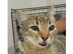 Adopt Marnie a Domestic Shorthair / Mixed cat in Raleigh, NC (41436943)